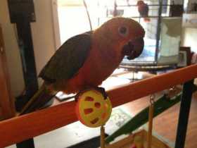 Lost Conure