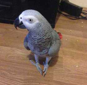 Lost African Grey