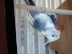 Lost Cockatiel