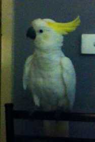 Lost Cockatoo