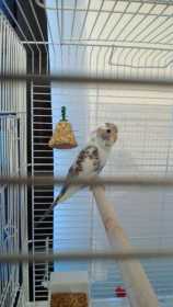 Lost Budgerigar