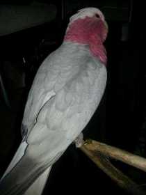 Lost Galah Cockatoo