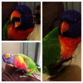 Lost Lory / Lorikeet