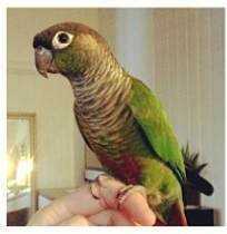 Lost Conure