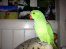 Lost Indian Ringneck Parakeet