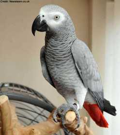 Lost African Grey