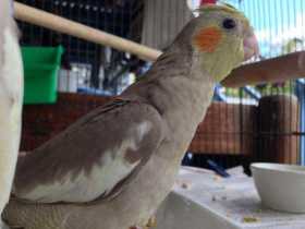 Lost Cockatiel