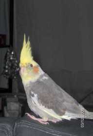 Lost Cockatiel