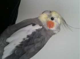 Lost Cockatiel