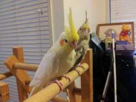 Lost Cockatiel