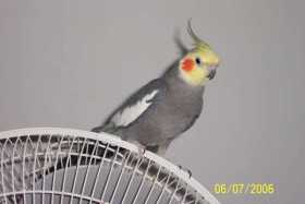 Lost Cockatiel