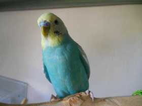 Lost Budgerigar