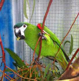 Lost Macaw