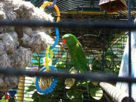 Lost Lory / Lorikeet