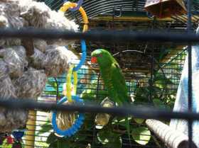 Lost Lory / Lorikeet