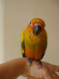 Lost Conure