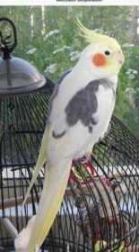 Lost Cockatiel