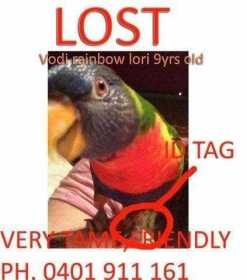 Lost Lory / Lorikeet