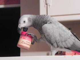 Lost African Grey