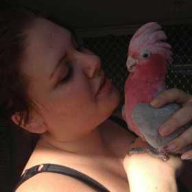 Lost Galah Cockatoo