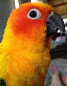 Lost Conure