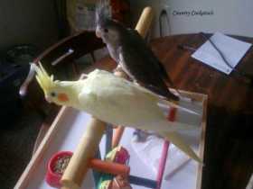 Lost Cockatiel