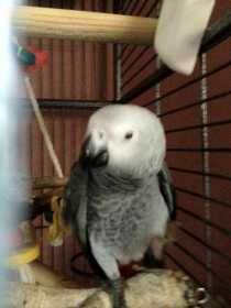 Lost African Grey