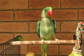 Lost Alexandrine