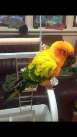 Lost Conure