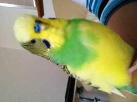 Lost Budgerigar