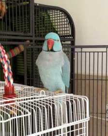 Lost Indian Ringneck Parakeet