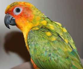 Lost Conure