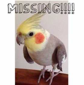 Lost Cockatiel