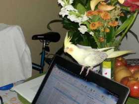 Lost Cockatiel