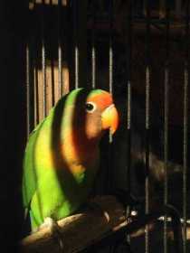 Lost Lovebird