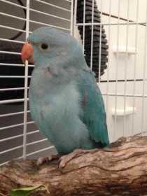 Lost Indian Ringneck Parakeet