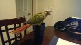 Lost Conure