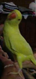 Lost Indian Ringneck Parakeet