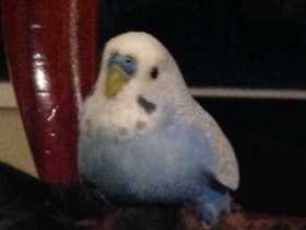 Lost Budgerigar