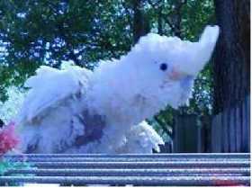 Lost Cockatoo