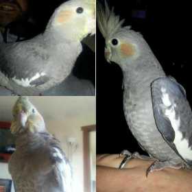 Lost Cockatiel