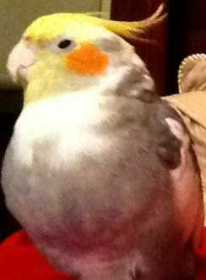 Lost Cockatiel