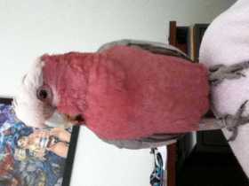 Lost Galah Cockatoo