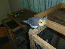 Lost Cockatiel