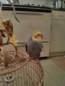 Lost Cockatiel