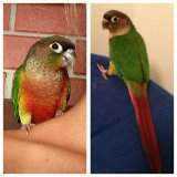 Lost Conure