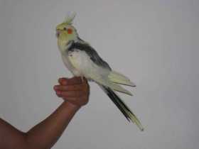 Lost Cockatiel