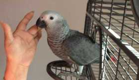 Lost African Grey