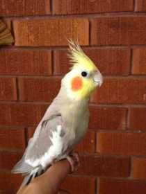 Lost Cockatiel