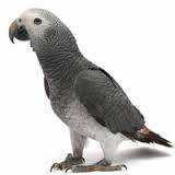 Lost African Grey